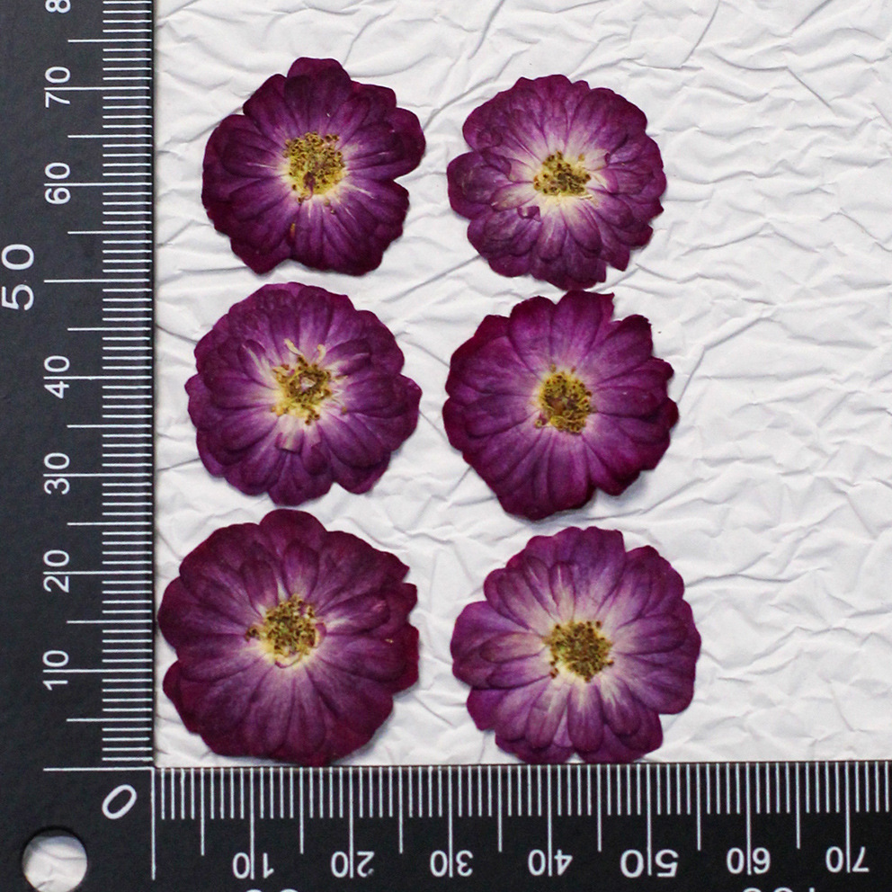 60 Yellow Mixed-size Pressed R - огляд і ціна Resin Craft Ideas