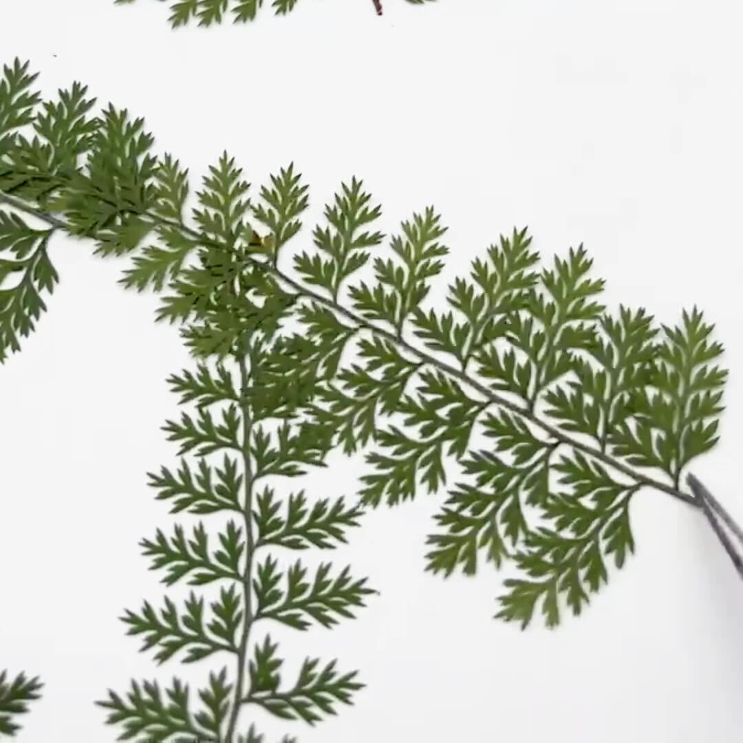 100Pcs Natural Rain Fern Leaf  - огляд і ціна Resin Craft Ideas